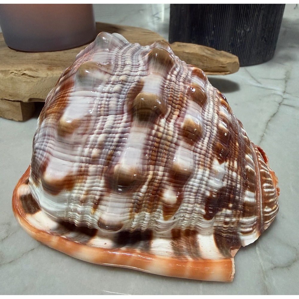 Large Bullmouth Helmet Shell Cypraecassis Rufa Orange Nautical Tank Decor 6 Inch